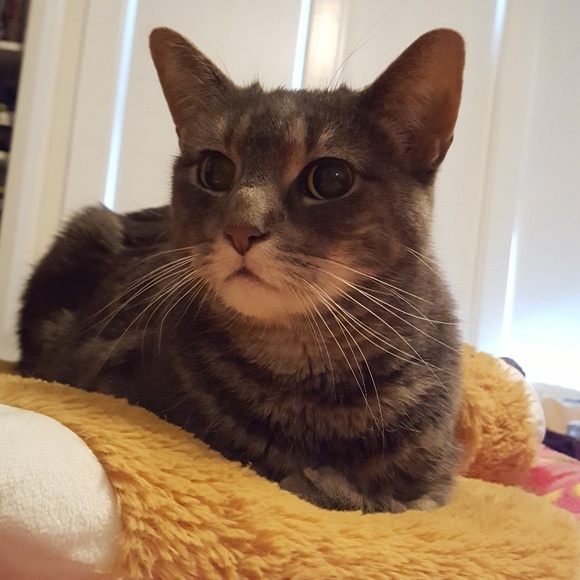 Meet your Posher, Phoebe - Picture 1 of 1